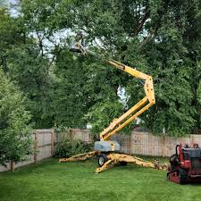 Best Tree Cabling and Bracing  in Clara City, MN