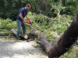 Best Palm Tree Trimming  in Clara City, MN