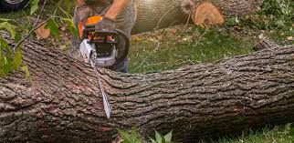 Best Tree Maintenance Programs  in Clara City, MN