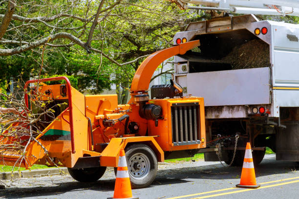 Trusted Clara City, MN Tree Removal Experts