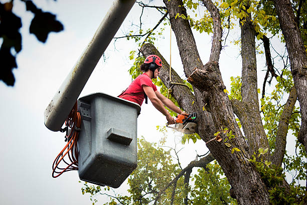 Best Tree Risk Assessment  in Clara City, MN